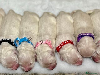 Golden Retriever dogs - Advert 3