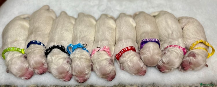 Golden Retriever dogs - Advert 1