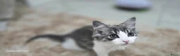 Norwegian Forest Cat cats for sale: Norwegian forest kitten - Advert 5