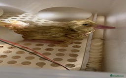 Canaries birds for sale: Pekin ducklings  - Image 7