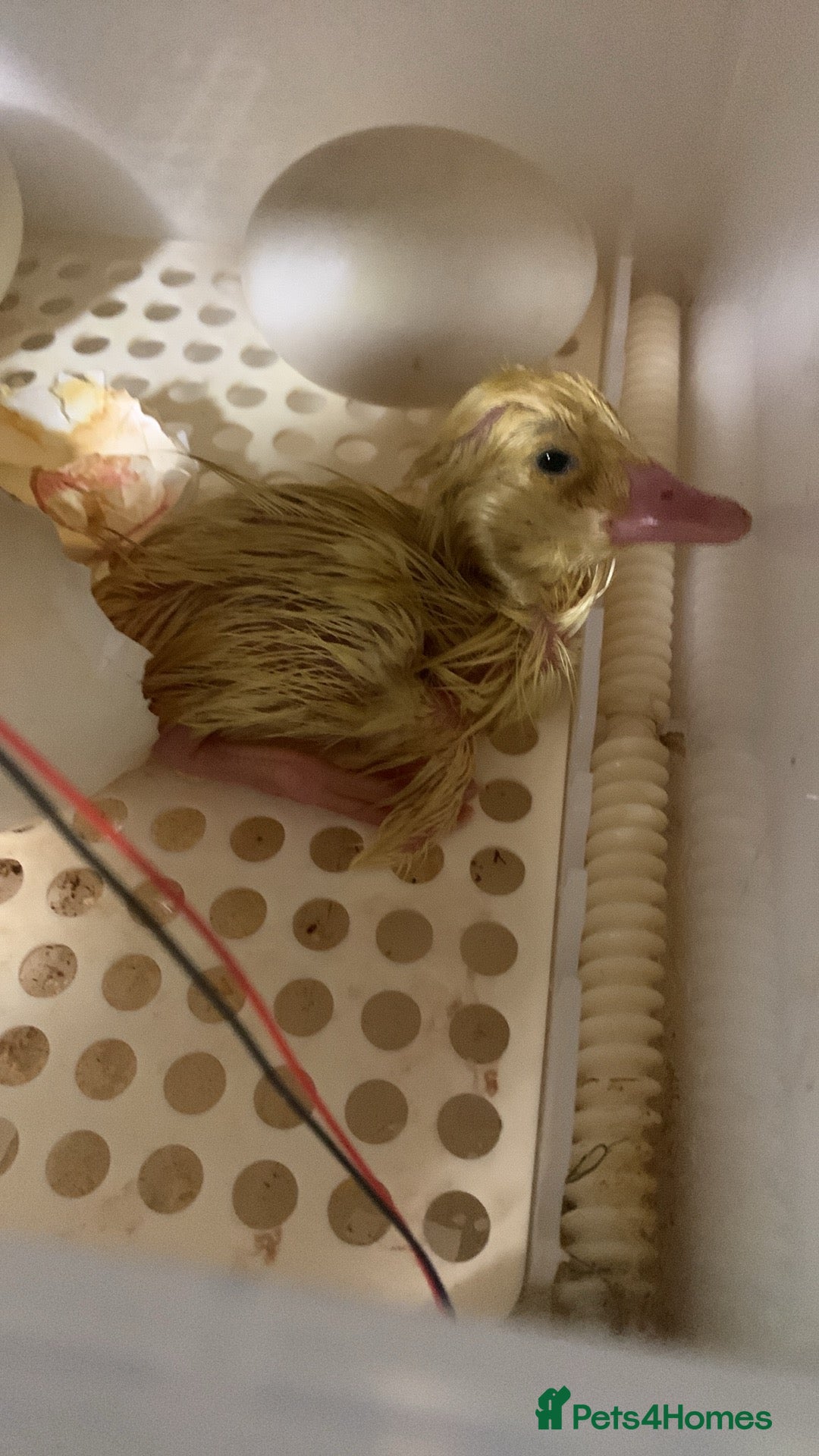 Canaries birds for sale: Pekin ducklings  - Image 7