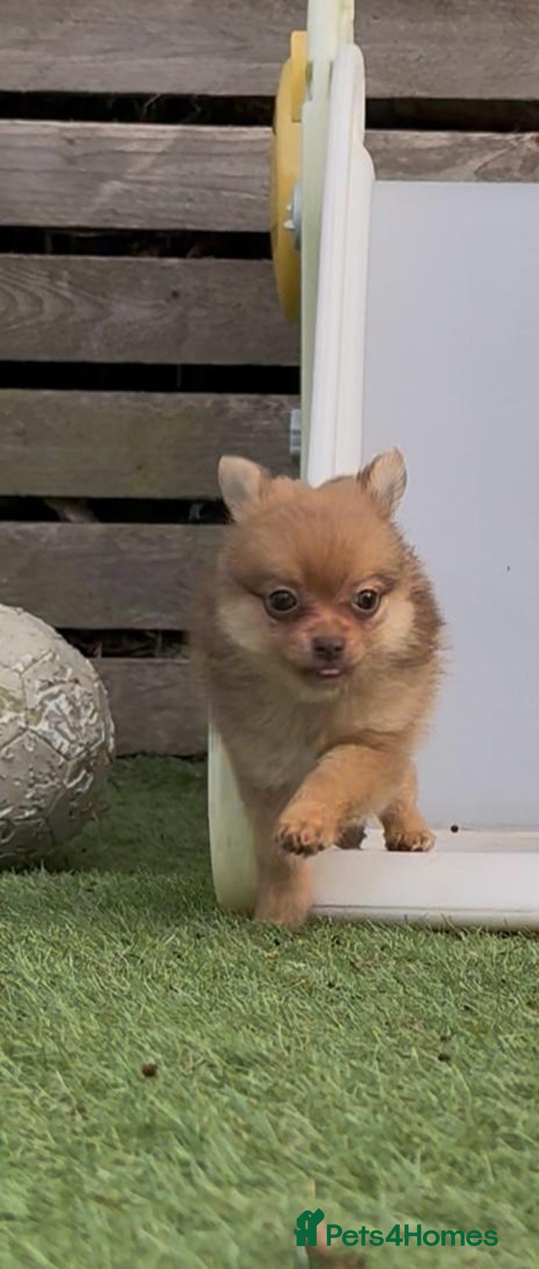 Pomchi dogs for sale: Pomeranian chihuahua puppies - Image 16