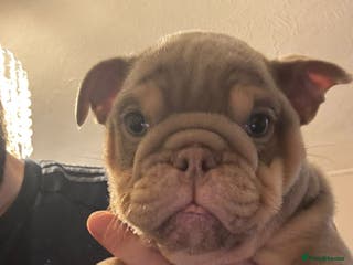 English Bulldog dogs 🔥TOP BLOOD LINES 🔥 ENGLISH BULLDOGS - Advert 9