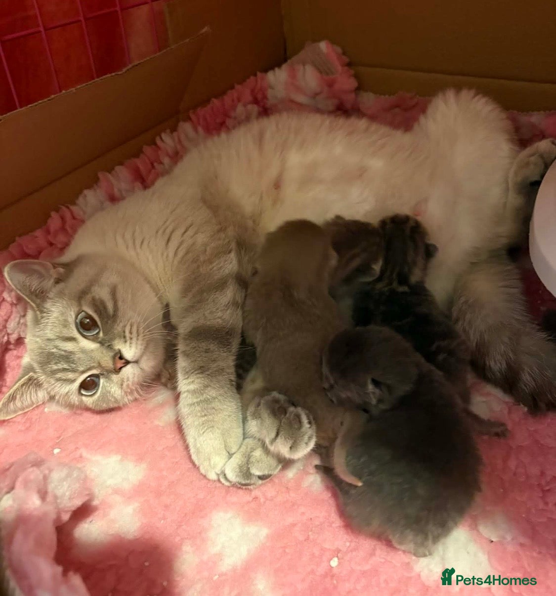 British Shorthair cats Gorgeous British Shorthair kittens - Advert 1