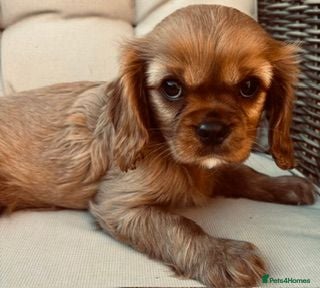 Cavalier King Charles Spaniel dogs Kennel Club registered ruby Cavalier boy puppies. - Advert 2