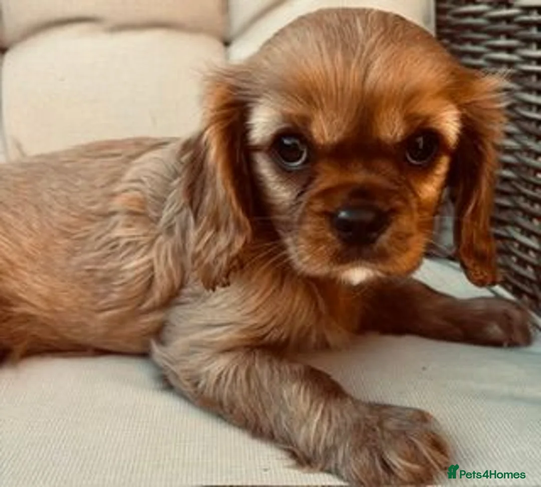 Cavalier King Charles Spaniel dogs for sale: Kennel Club registered ruby Cavalier boy puppies. - Advert 2