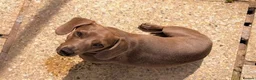 Miniature Dachshund dogs for sale: Miniature Dachshund For Sale - Advert 3