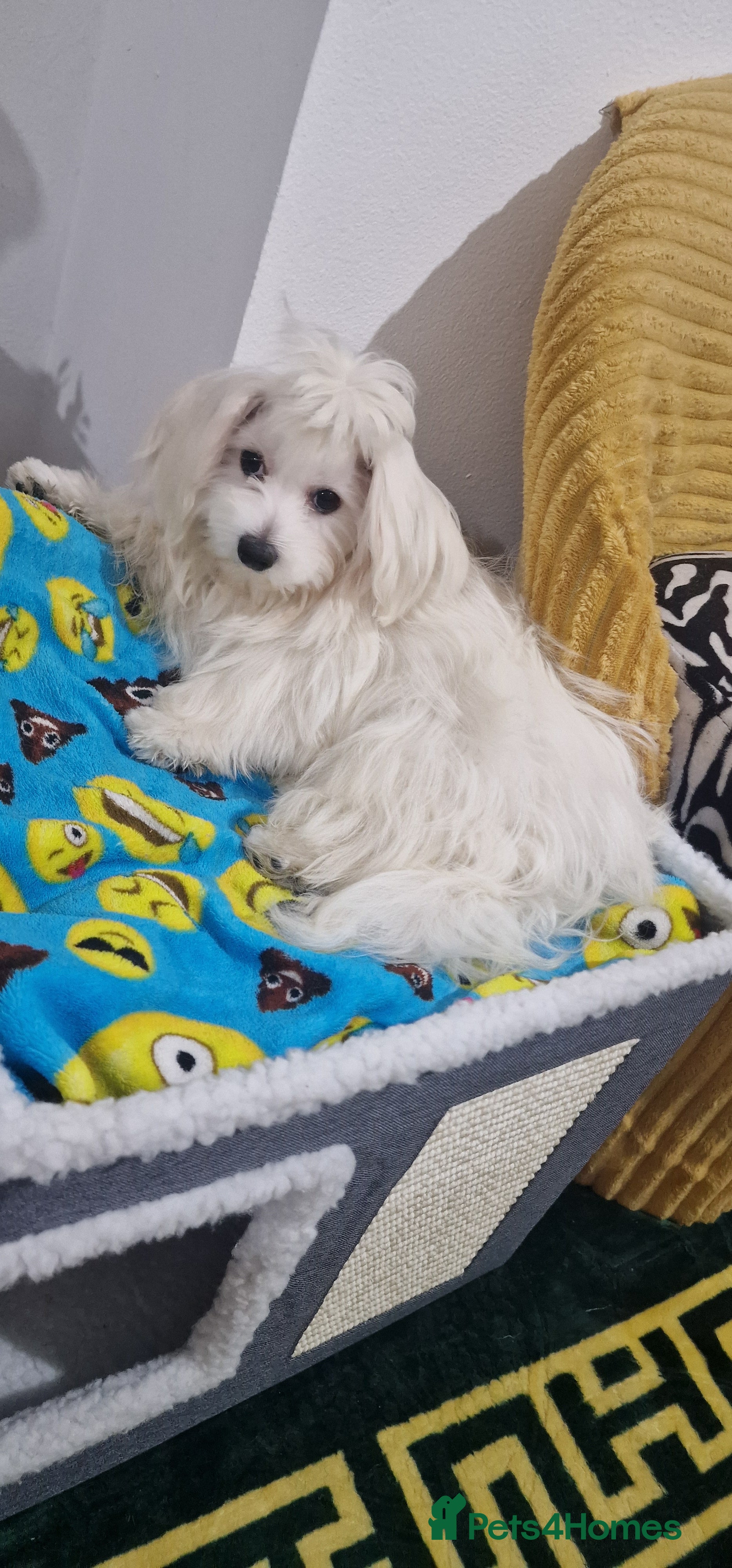 Maltese dogs Beautiful White Maltese - Advert 17