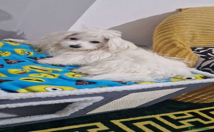 Maltese dogs Beautiful White Maltese - Advert 7