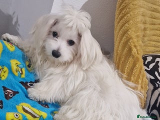 Maltese dogs Beautiful White Maltese - Advert 1