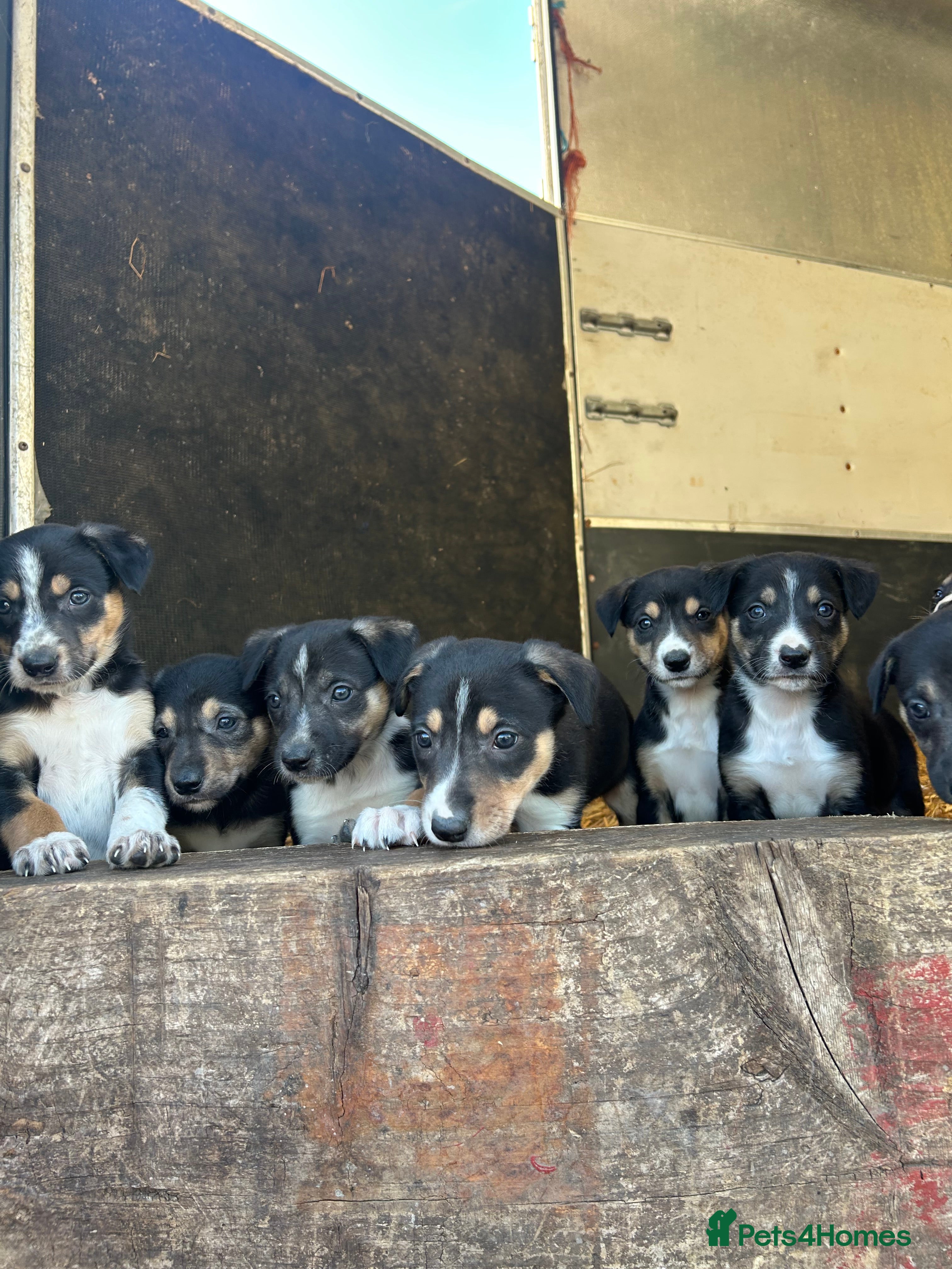 Mixed Breed dogs Gorgeous collie x Lurcher puppies  - Advert 15
