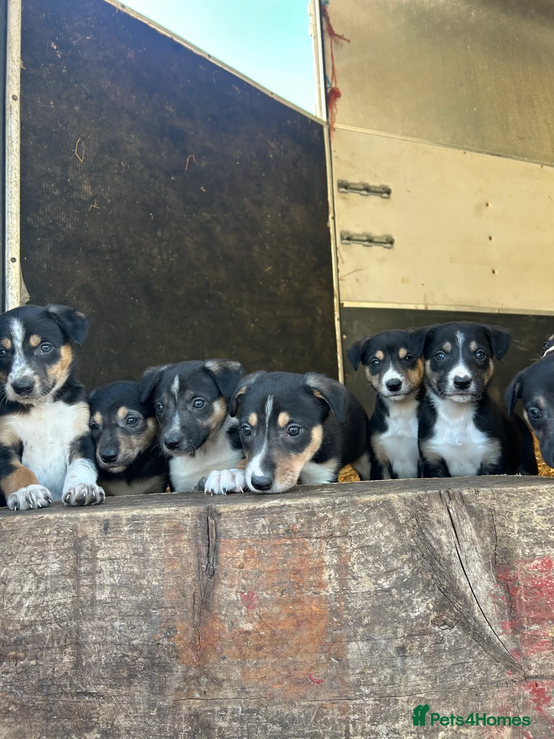 Mixed Breed dogs for sale: Gorgeous collie x Lurcher puppies  - Advert 1