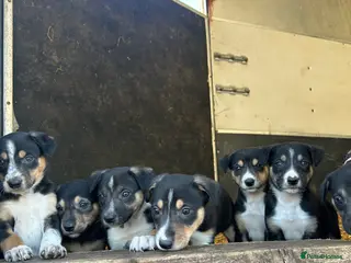 Mixed Breed dogs Gorgeous collie x Lurcher puppies - Advert 1