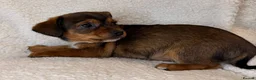 Mixed Breed dogs for sale: Pomeranian x chihuahua pups  - Advert 11