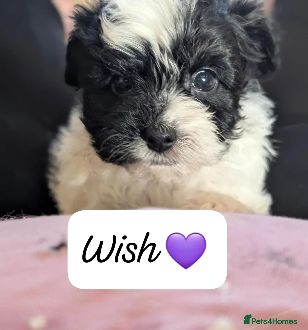 Chipoo dogs for sale: Chipoo Puppies - Advert 11