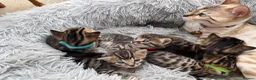 Bengal cats for sale: Half Bengal kittens - Advert 9