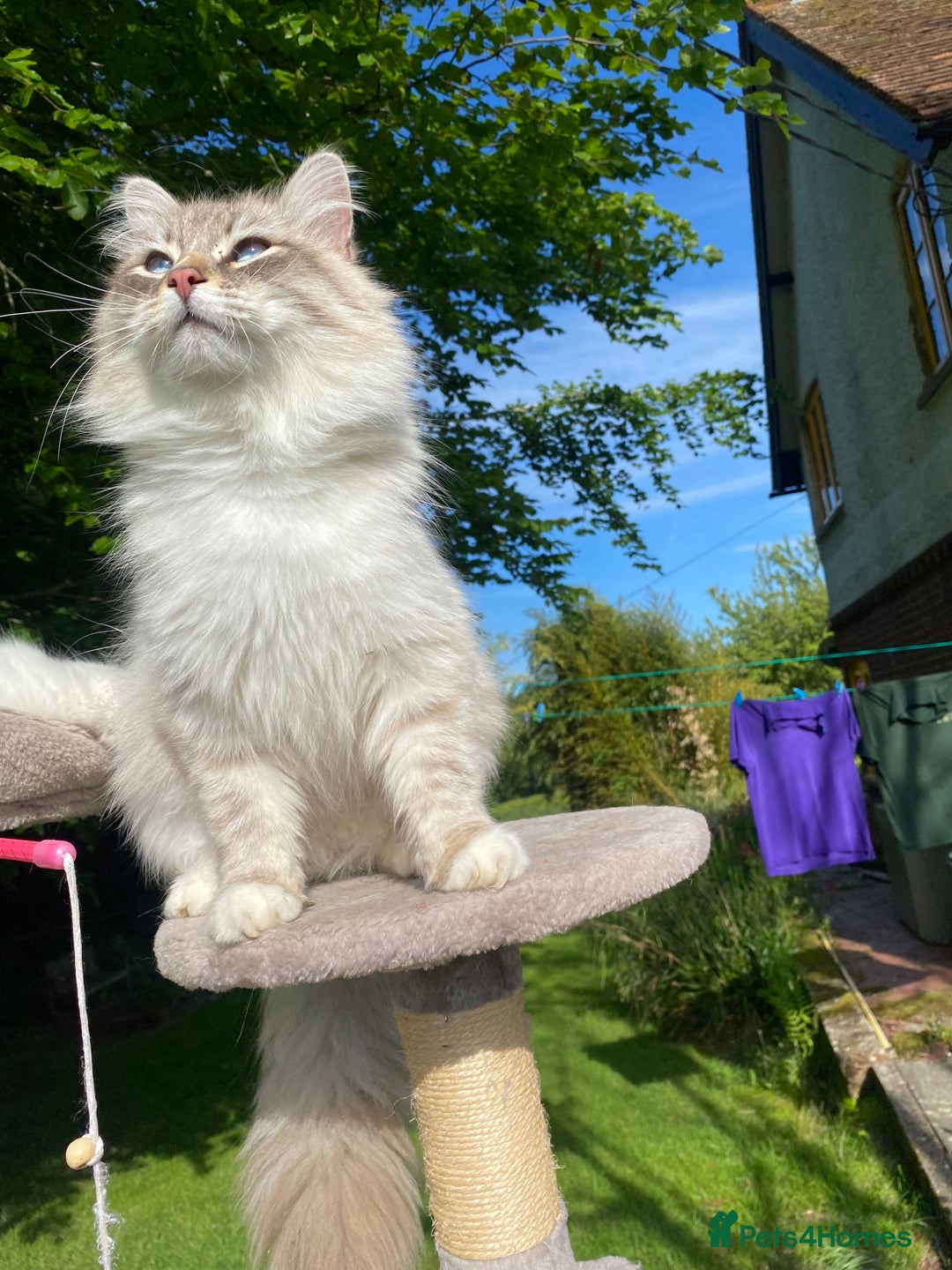 Siberian cats for sale: x5 Adorable Pure Siberian Kittens to re-home😻 - Image 28