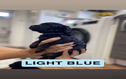 Cockapoo dogs for sale: Beautiful F1B Cockerpoos🐶 - Image 10