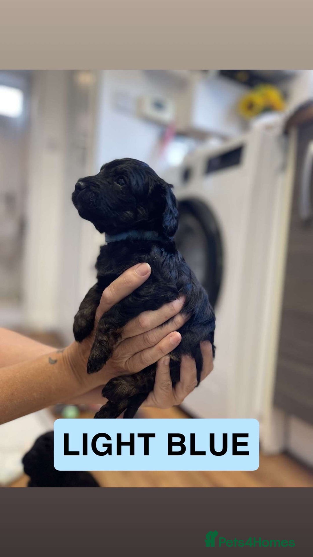 Cockapoo dogs for sale: Beautiful F1B Cockerpoos🐶 - Image 10