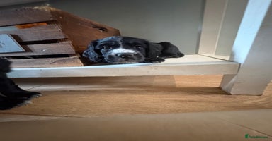 Cocker Spaniel dogs - Advert 12