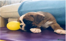 Boxer dogs for sale: BEAUTIFUL BOXER PUPPIES BOBTAIL AND TAIL - Image 4