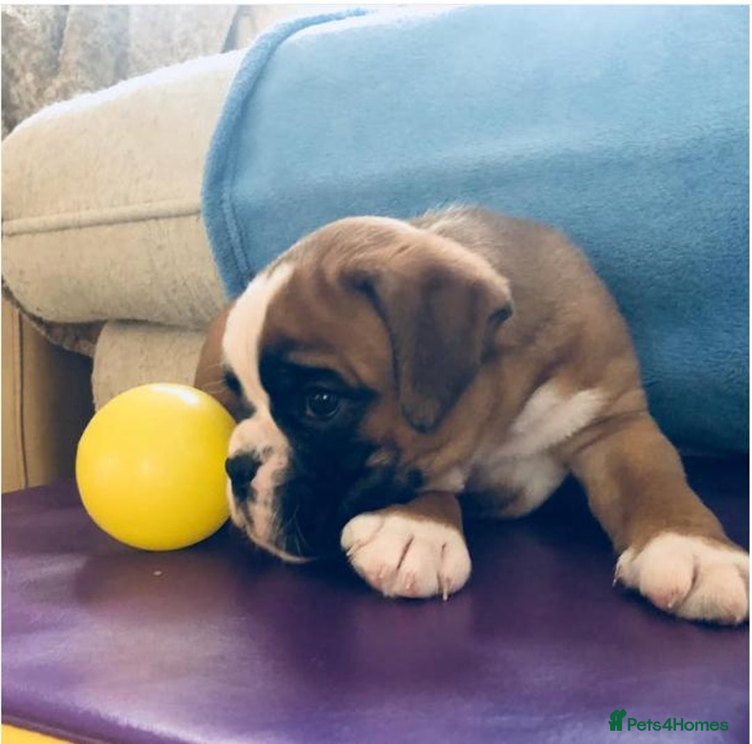 Boxer dogs for sale: BEAUTIFUL BOXER PUPPIES BOBTAIL AND TAIL - Image 4