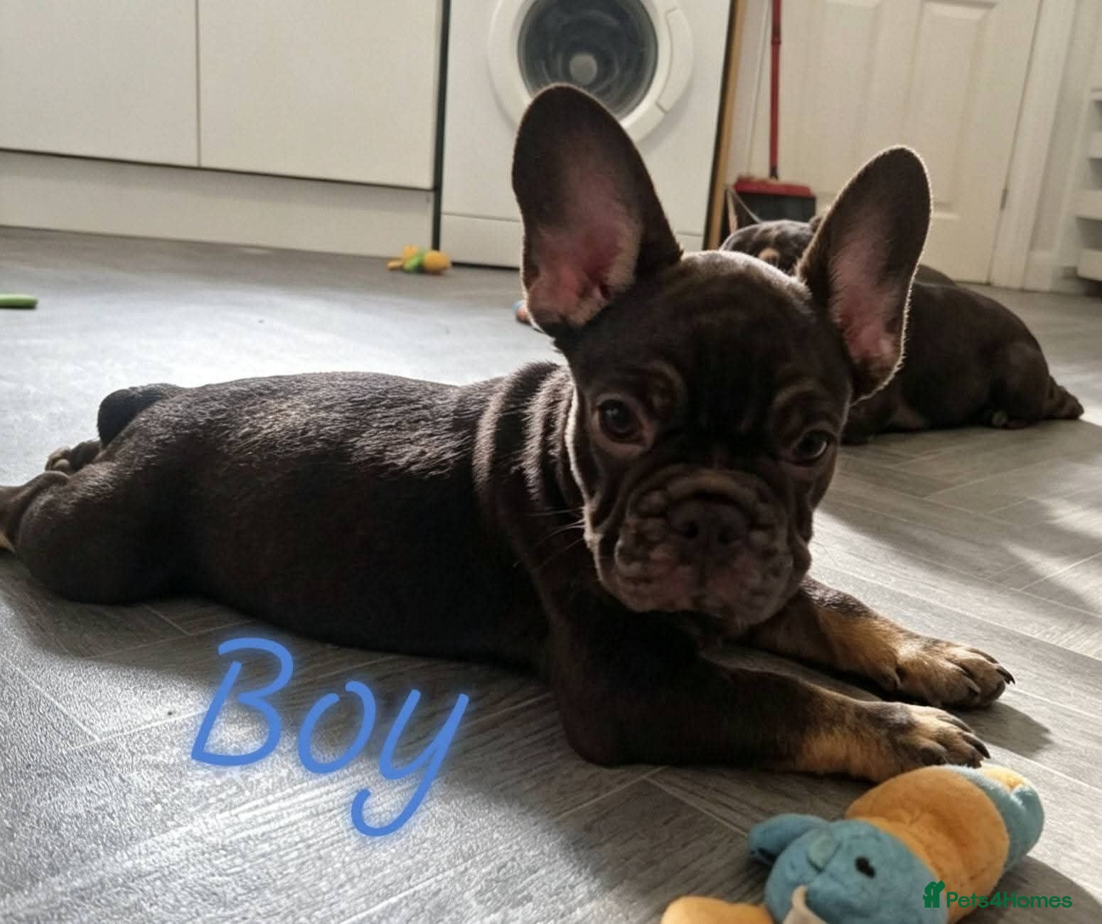 French Bulldog dogs 🌟REDUCED🌟only one girl and one boy left - Advert 2