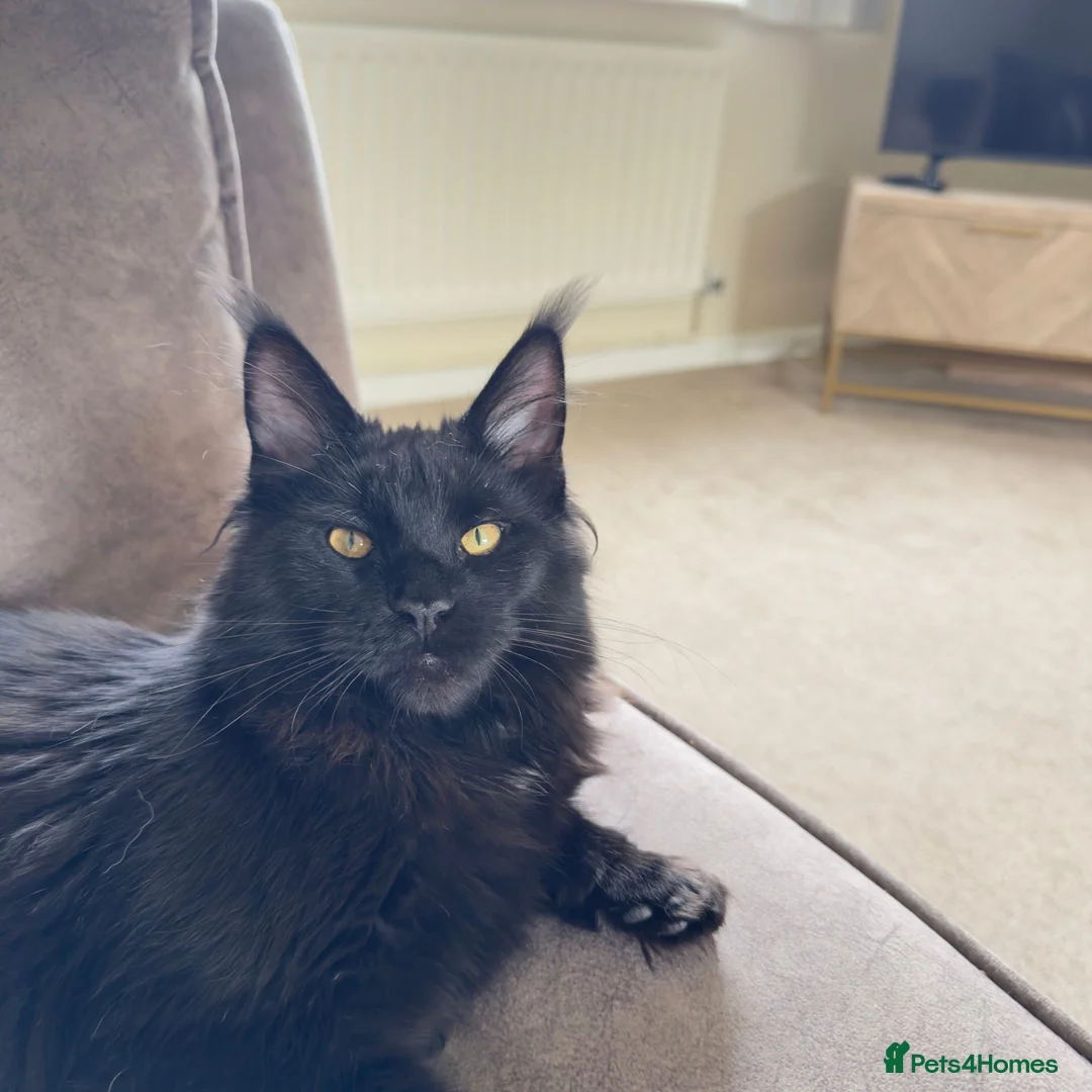 Maine Coon cats for sale: Beautiful female Maine coon  - Advert 7