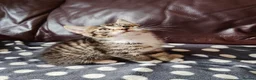 Mixed Breed cats for sale: Main Coon mixed breed  - Advert 7