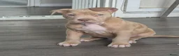 American Bully dogs for sale: American bull terrier  ** tiff in Birmingham - Advert 1