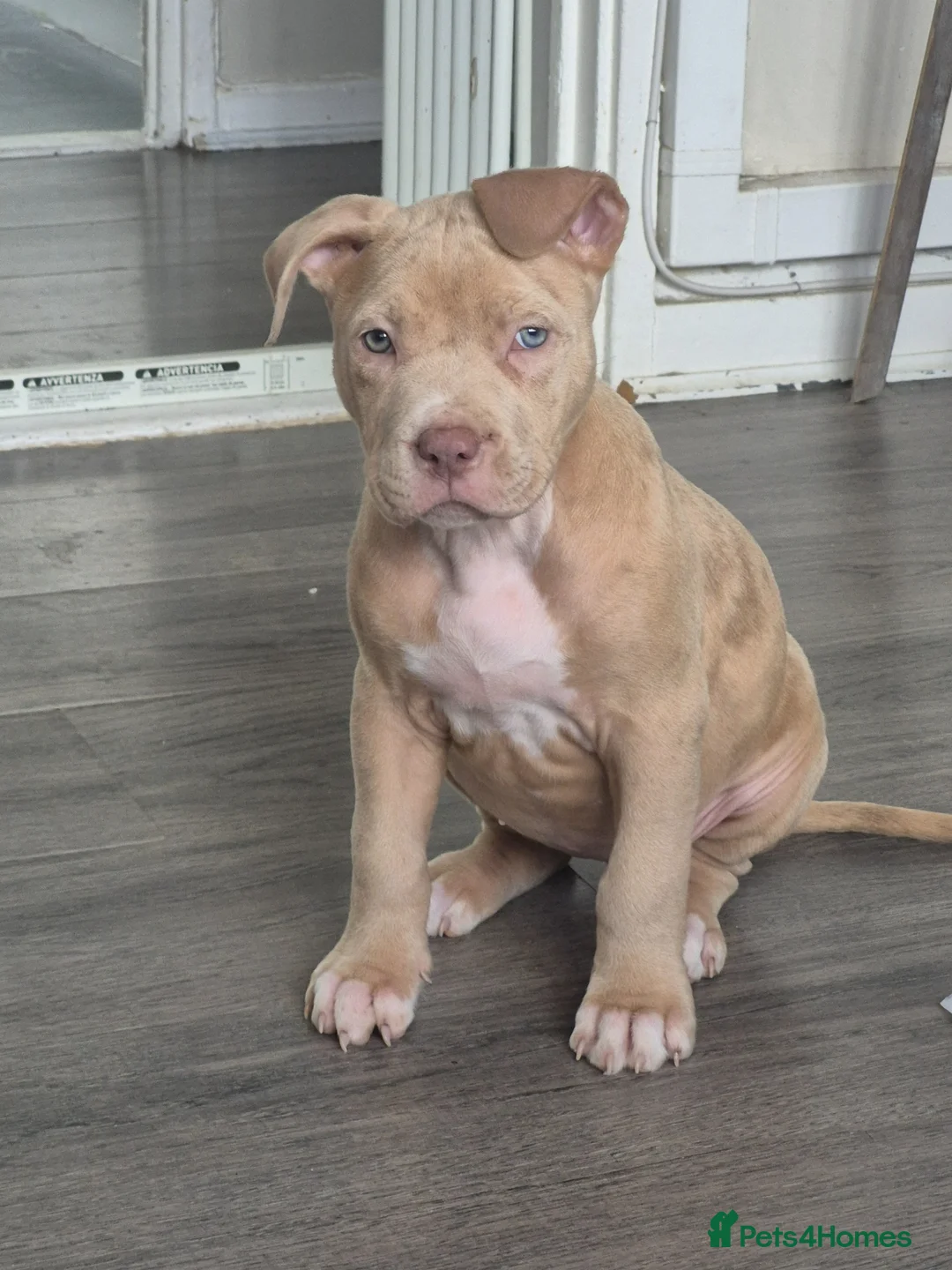 American Bully dogs for sale: American bull terrier  ** tiff in Birmingham - Advert 1