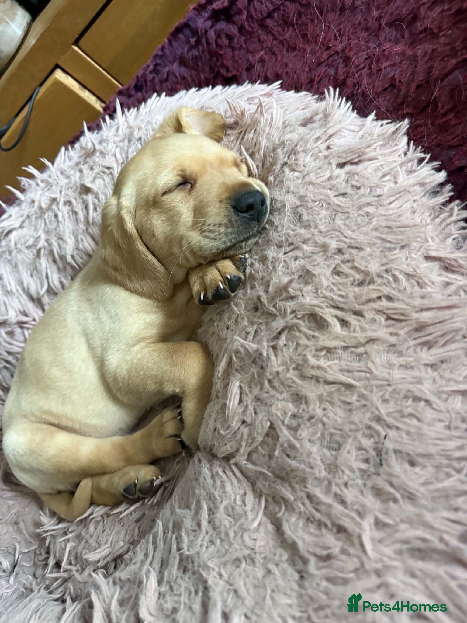 Labrador Retriever dogs 🐾 Outstanding KC Labrador pups Top Health Tested - Advert 2