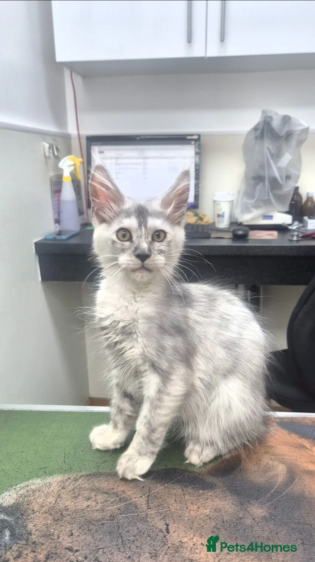 Maine Coon cats for sale: High silver tortie - Advert 2