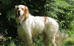 English Setter dogs for adoption: Dover in Woolacombe - Image 18