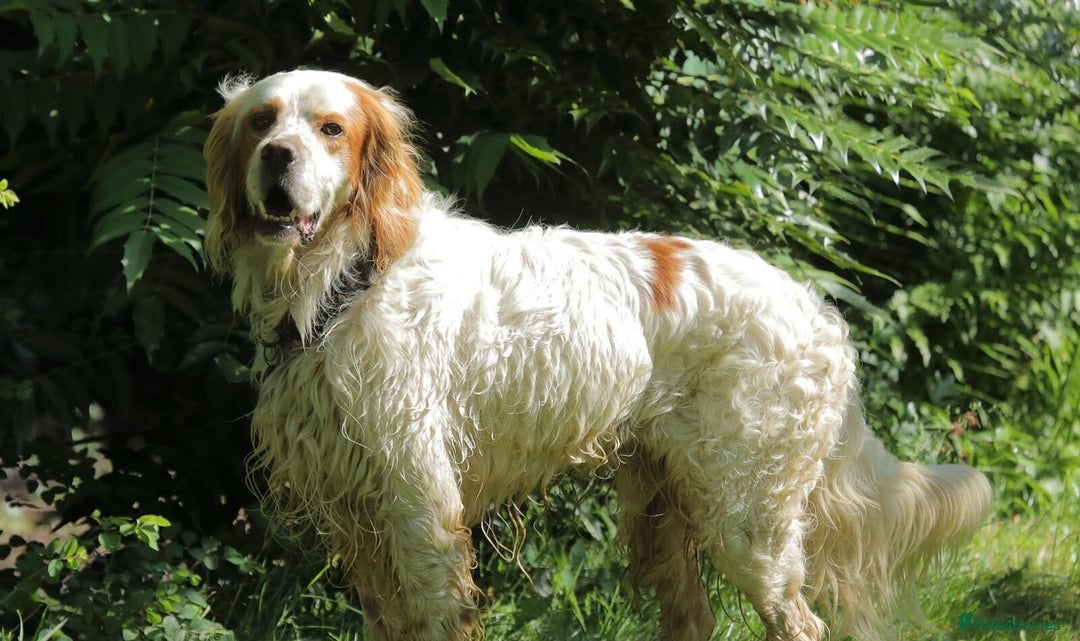 English Setter dogs for adoption: Dover in Woolacombe - Image 18
