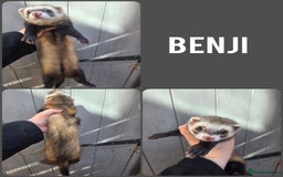 Ferret rodents for sale: 4 stunning ferrets looking for new homes - Image 2