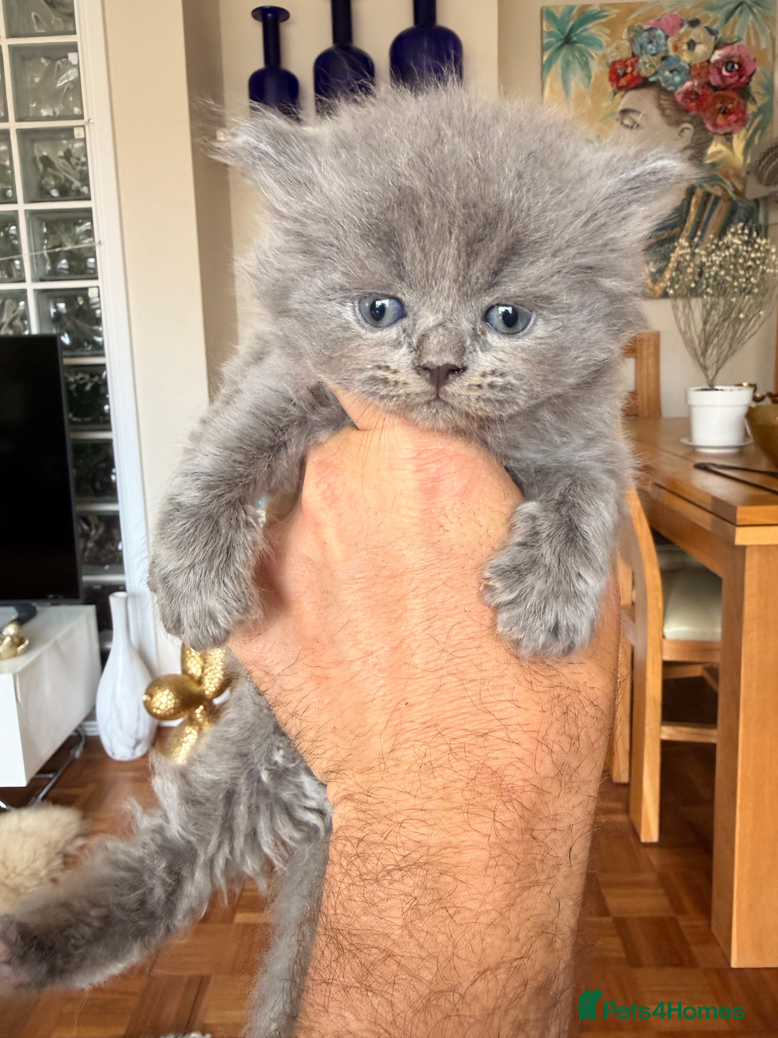 British Longhair cats for sale: Beautiful rainbow litter now available to reserve - Advert 4
