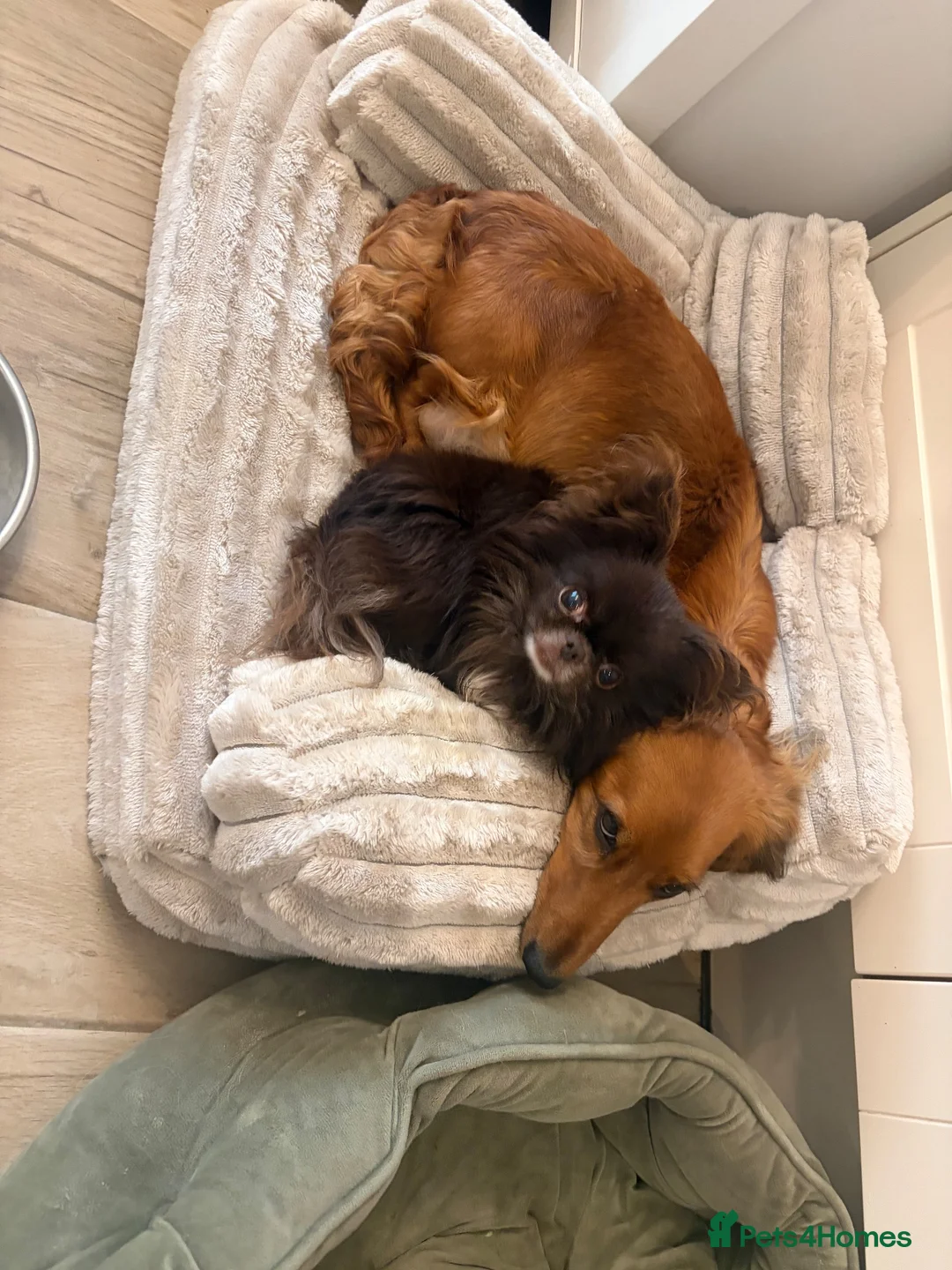 Miniature Dachshund dogs for sale: Beautiful Long-Haired Miniature Dachshund Puppies - Advert 2