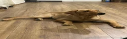 Labrador Retriever dogs for sale: KC Labrador 7 months health tested working parents - Advert 1