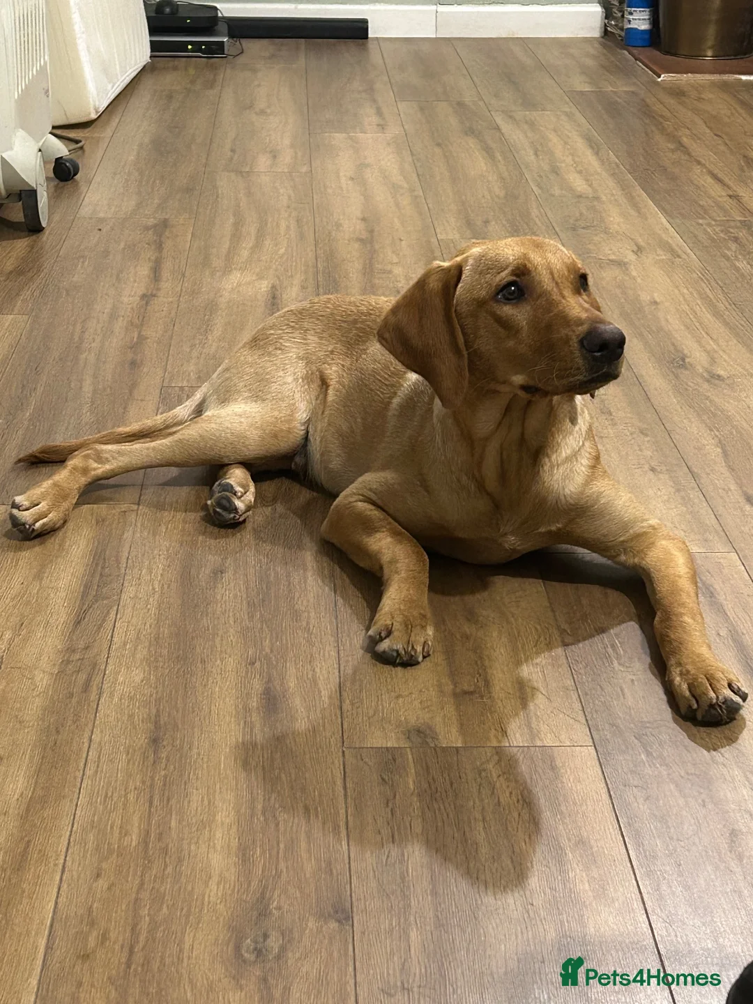 Labrador Retriever dogs for sale: KC Labrador 7 months health tested working parents - Advert 1