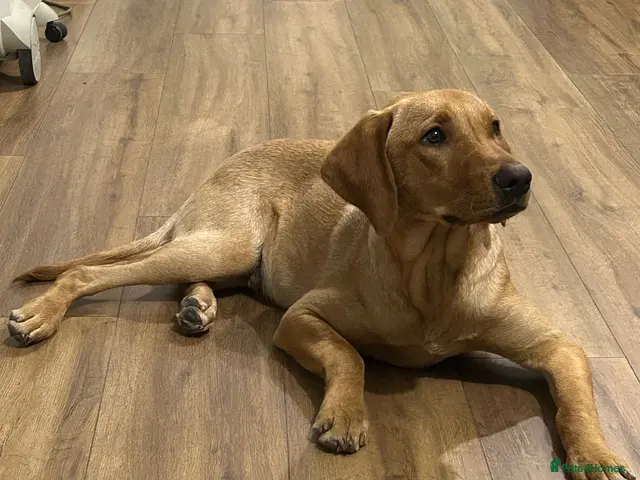 Labrador Retriever dogs for sale: KC Labrador 7 months health tested working parents - Advert 14