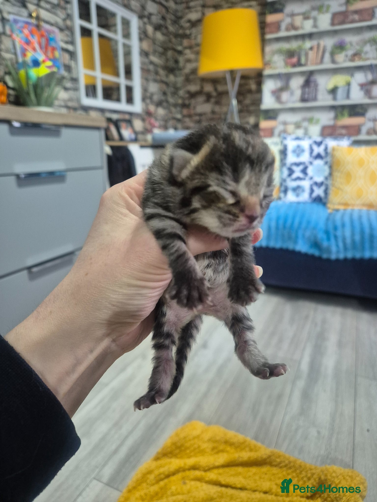 Mixed Breed cats mixed breed kittens - Advert 21