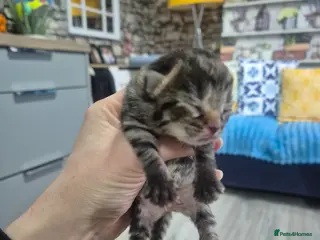 Mixed Breed cats mixed breed kittens - Advert 21