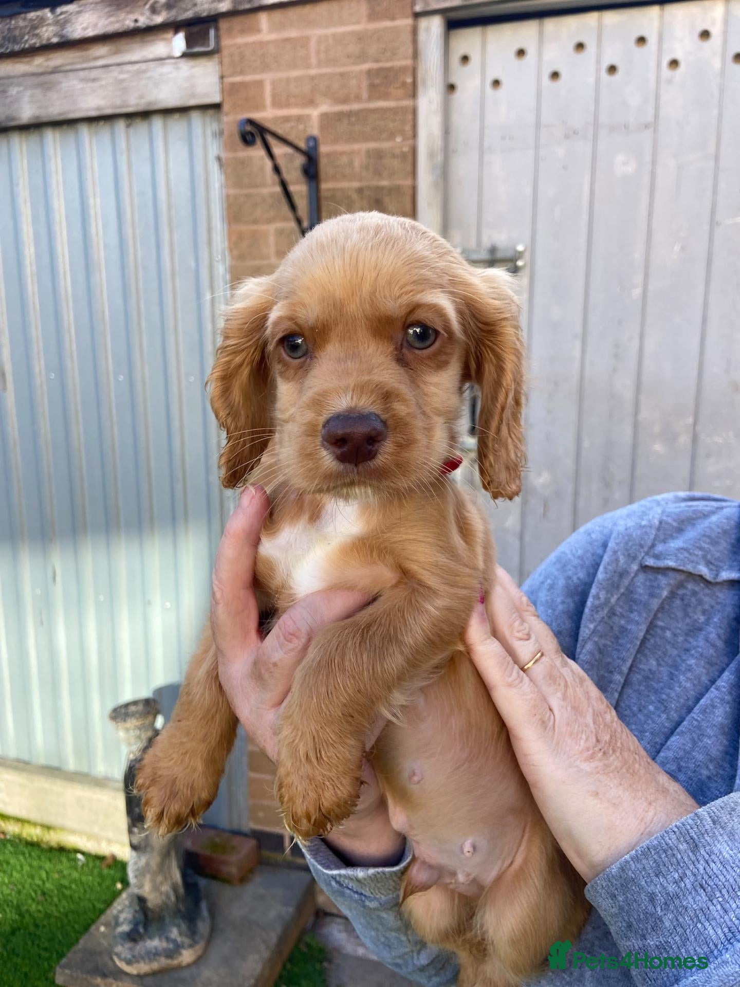 Cocker Spaniel dogs Only one boy left! Working Cocker Spaniel pups - Advert 1