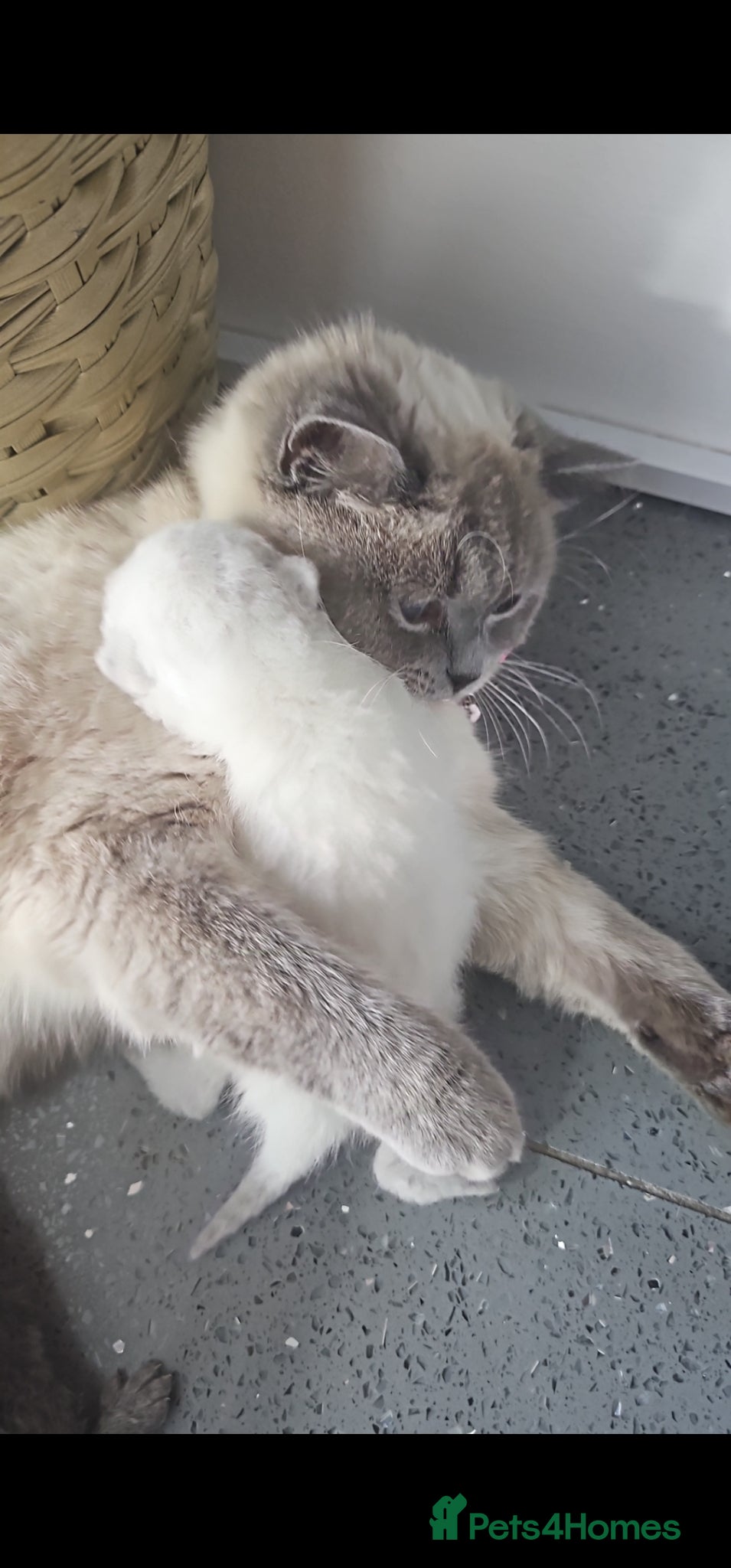 British Shorthair cats for sale: 4 bsh kittens - Advert 14