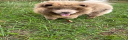 Chow Chow dogs for sale: 🐾KC stunning RARE hazel eyed chow girl, Evie 💛 - Advert 2