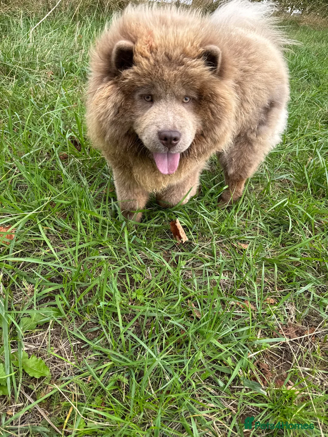 Chow Chow dogs for sale: 🐾KC stunning RARE hazel eyed chow girl, Evie 💛 - Advert 2