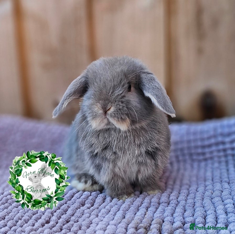 Mini Lop rabbits Vaccinated Miniature Lop - Advert 1