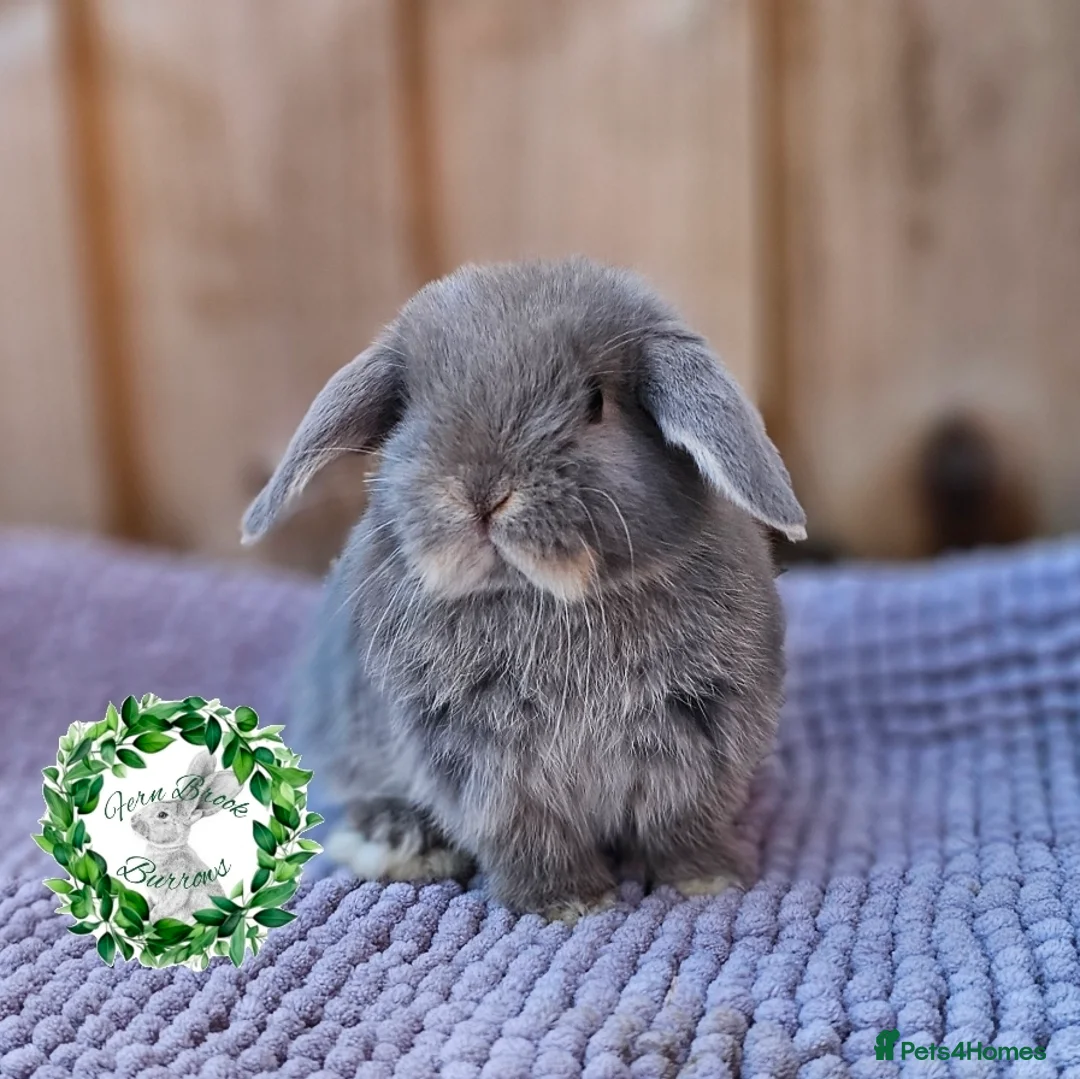 Mini Lop rabbits for sale: Vaccinated Miniature Lops  - Advert 3