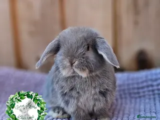Mini Lop rabbits Vaccinated Miniature Lop - Advert 1